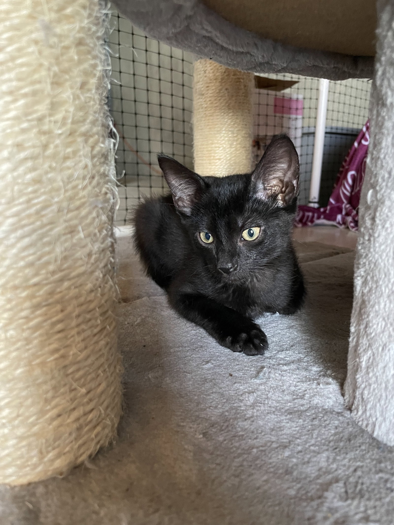 Cats for Adoption in Louisiana, Missouri Alpha Paw