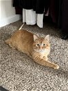 adoptable Cat in saint charles, MO named Tiger