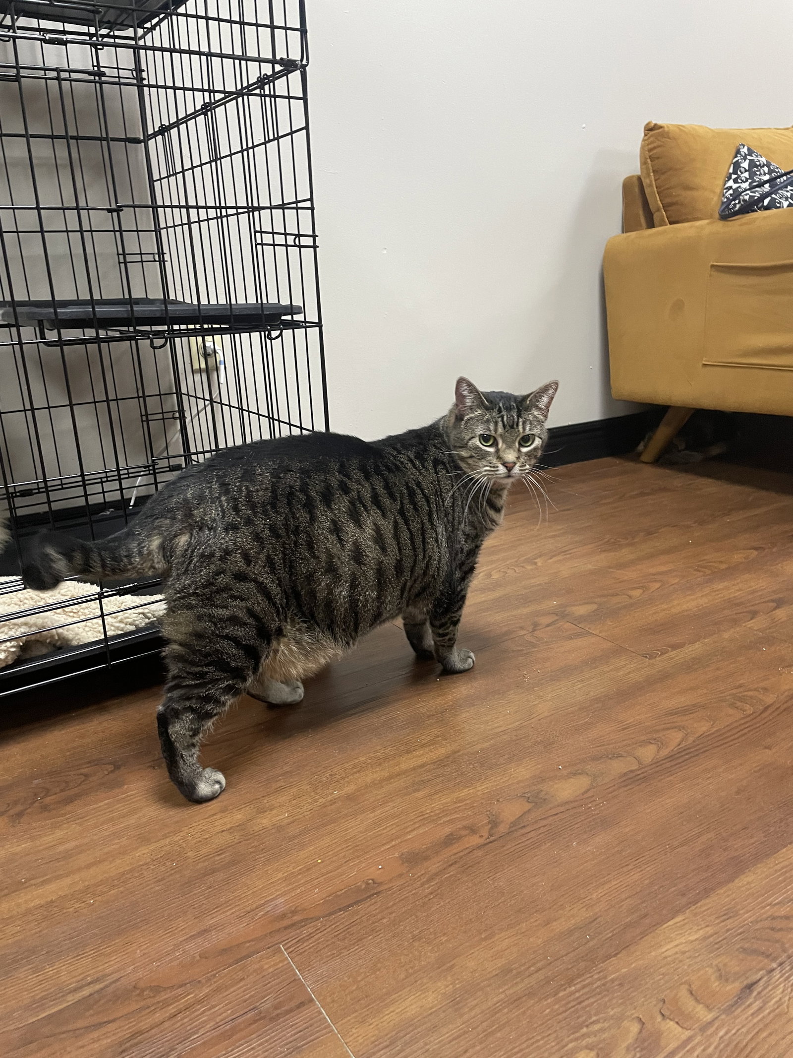 Cats for Adoption in Mehlville, Missouri Alpha Paw