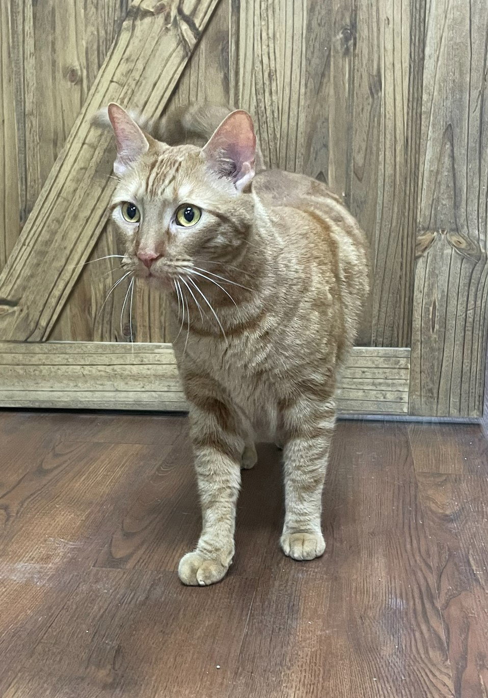 Cats for Adoption in Winfield, Missouri Alpha Paw