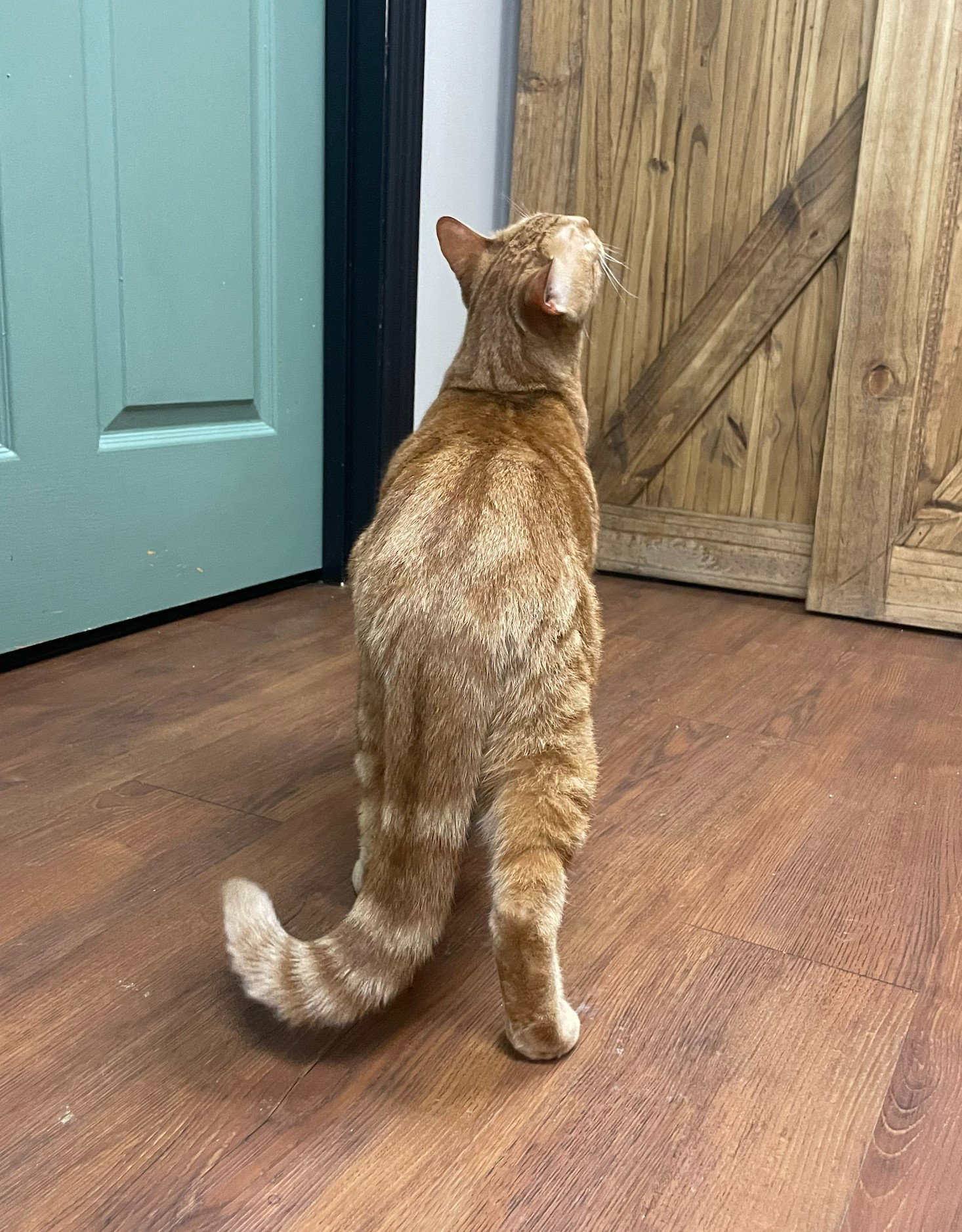 Cats for Adoption in Winfield, Missouri Alpha Paw