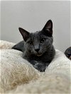 adoptable Cat in saint charles, MO named Betty