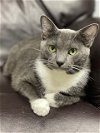 adoptable Cat in saint charles, MO named Mini