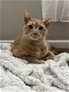 adoptable Cat in saint charles, MO named Tony
