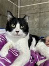 adoptable Cat in , MO named Lilo