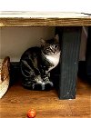 adoptable Cat in saint charles, MO named Tucker