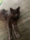 adoptable Cat in LS, MO named Greyson