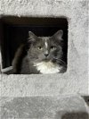 adoptable Cat in saint charles, MO named Daisy