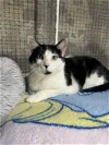 adoptable Cat in saint charles, MO named Chase
