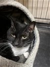 adoptable Cat in saint charles, MO named Miss Oreo