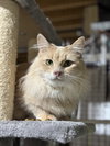 Roxie Mae - Photo 2