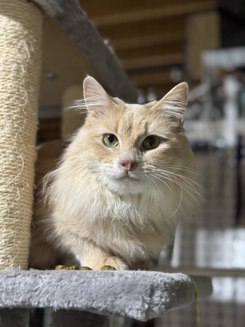 picture of the cat needing adoption