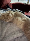 Roxie Mae - Photo 7