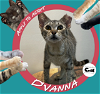 adoptable Cat in saint charles, MO named Dvanna