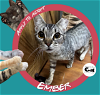 adoptable Cat in saint charles, MO named Ember