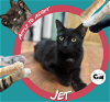 adoptable Cat in saint charles, MO named Jet