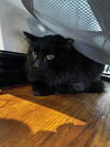 adoptable Cat in saint charles, MO named Solstice