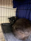adoptable Cat in saint charles, MO named Spirit
