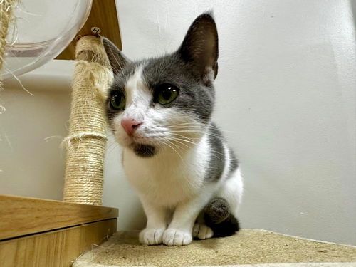 picture of the cat needing adoption