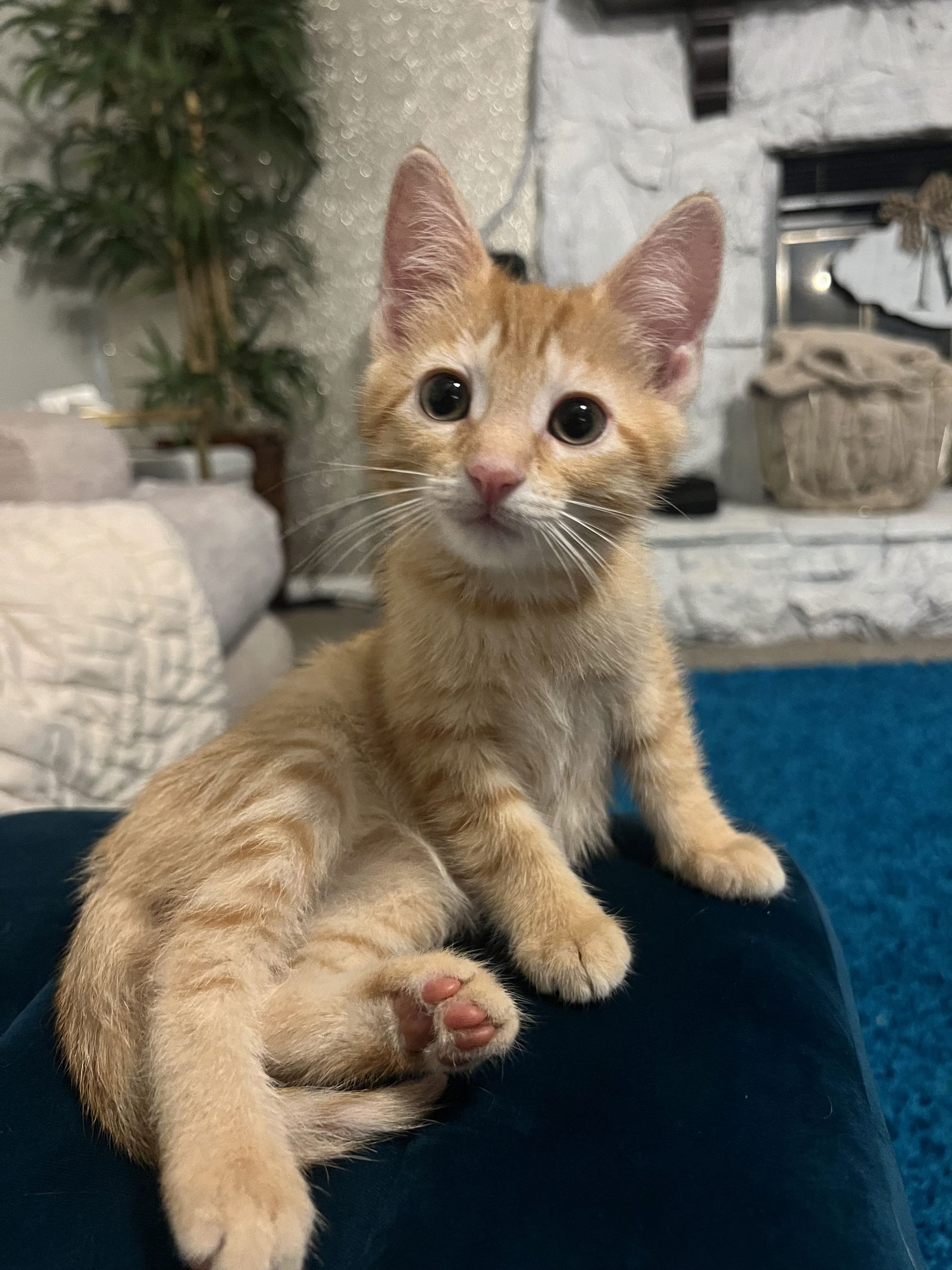 adoptable Cat in LSL, MO named Blossom