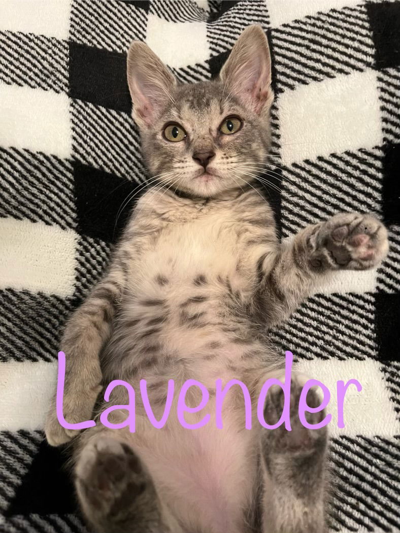 adoptable Cat in LSL, MO named Lavender