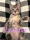 adoptable Cat in LS, MO named Lavender