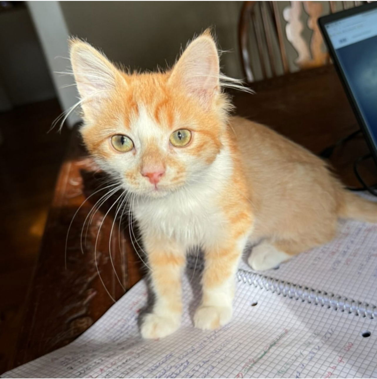 adoptable Cat in LSL, MO named Mango