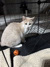 adoptable Cat in Saint Charles, MO named Giblet