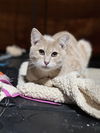 adoptable Cat in Saint Charles, MO named Gravy