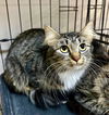adoptable Cat in  named Taylor