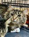 adoptable Cat in saint charles, MO named Travis (Selena)