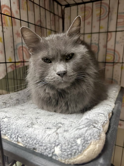 picture of the cat needing adoption