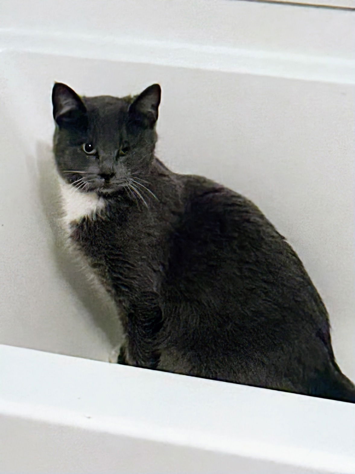 adoptable Cat in LSL, MO named Chloe