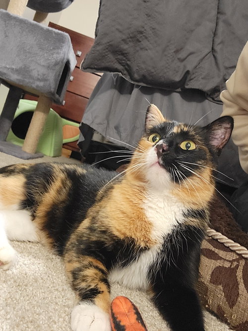 picture of the cat needing adoption