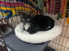 Mavis - Photo 2