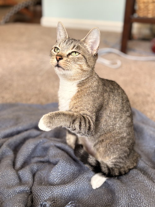 PATTY - Domestic Short Hair available for adoption