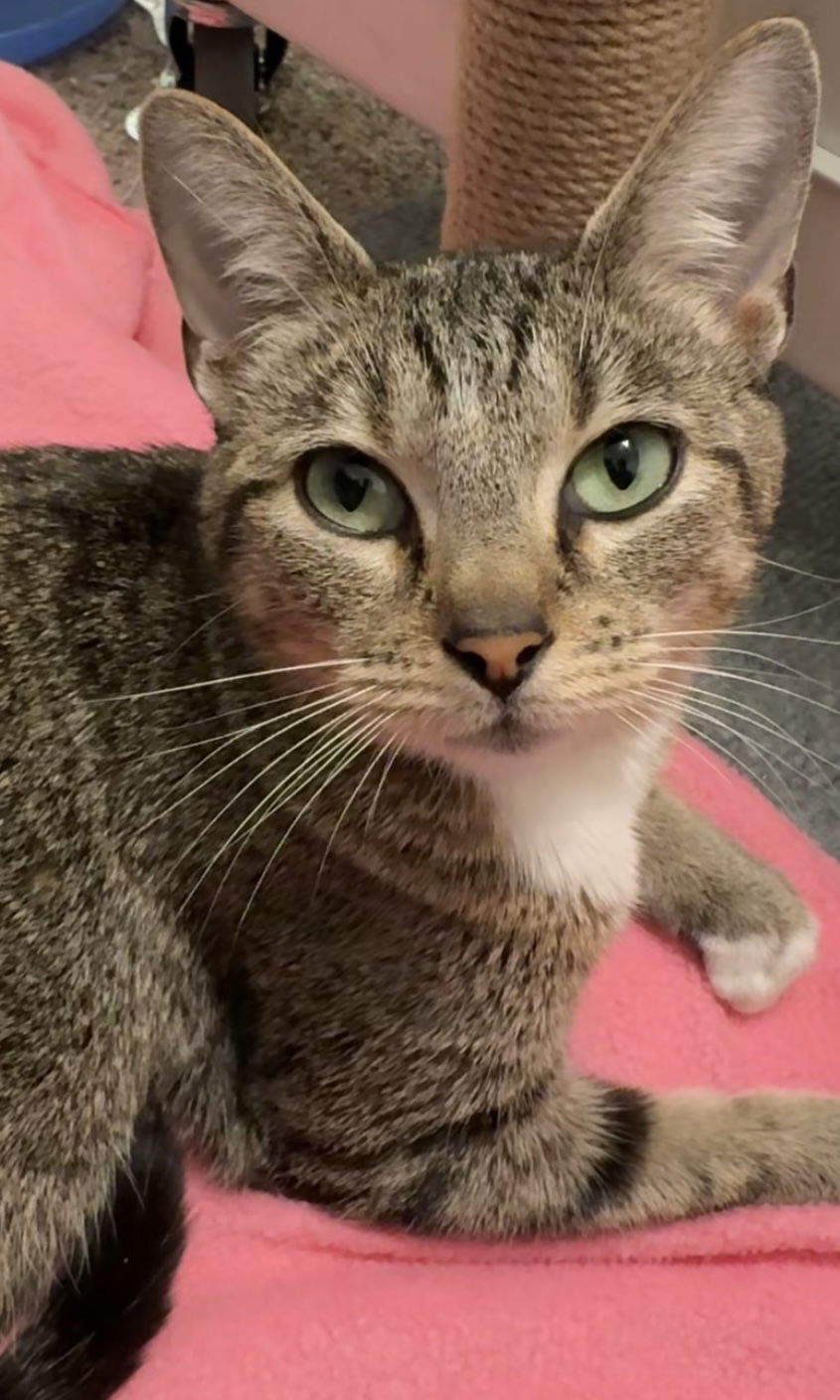 adoptable Cat in LSL, MO named Patty