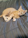 adoptable Cat in LS, MO named Jasper