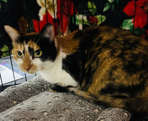 picture of the cat needing adoption