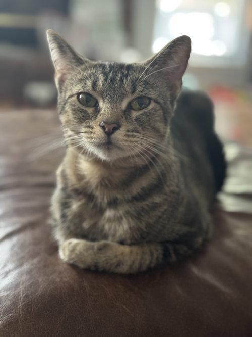 picture of the cat needing adoption