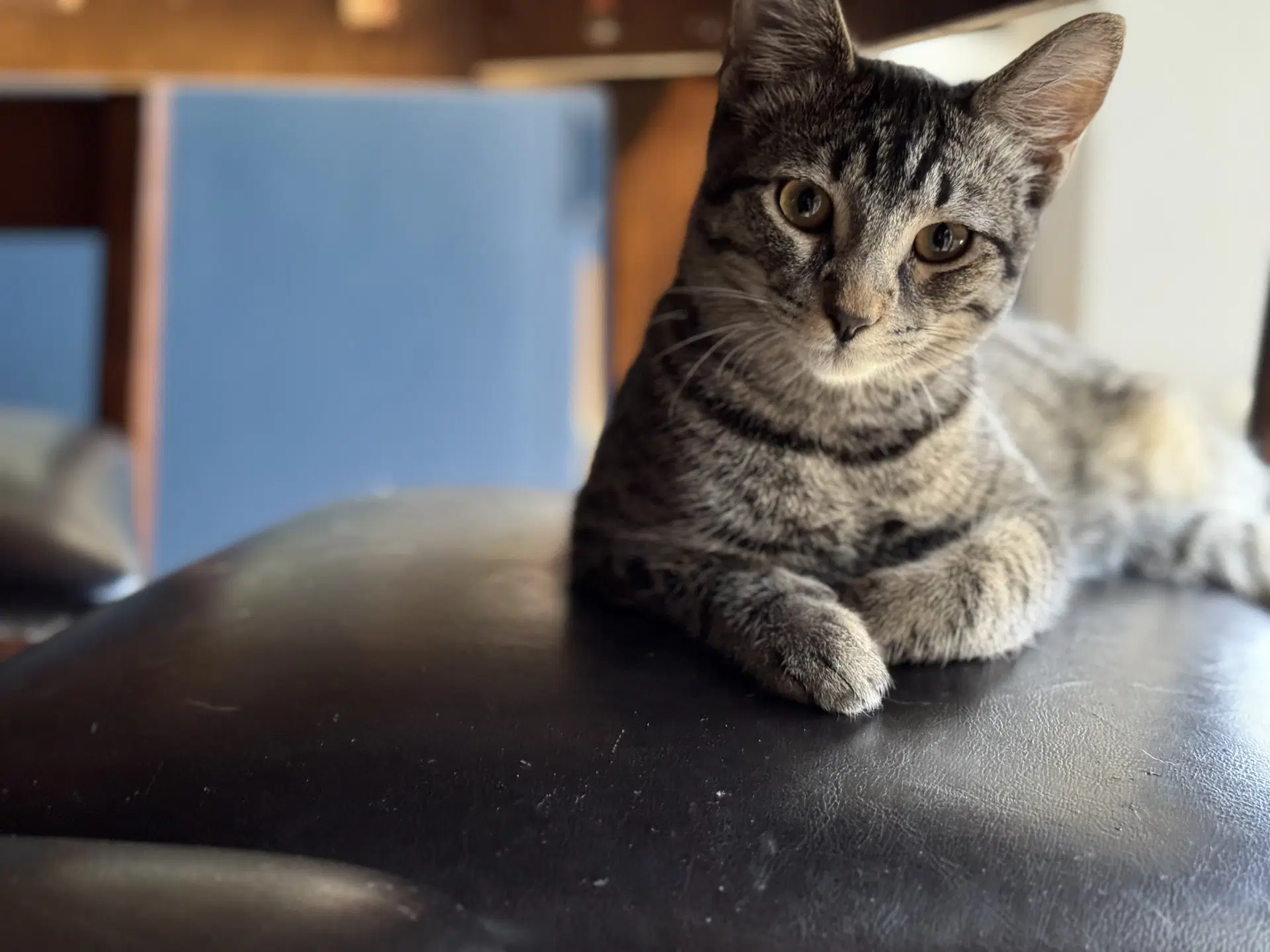Remy - Domestic Short Hair