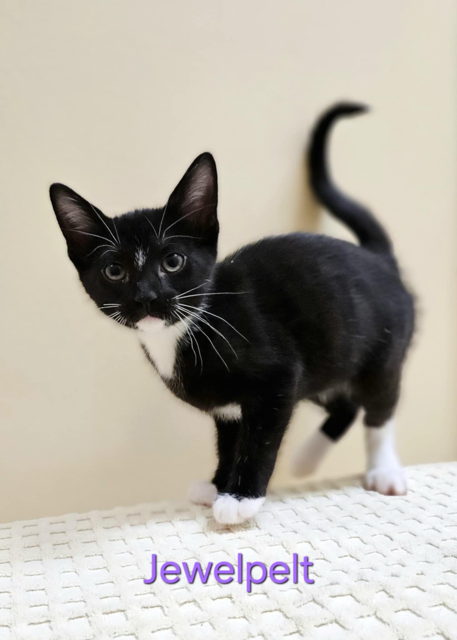 adoptable Cat in LSL, MO named Jewelpelt