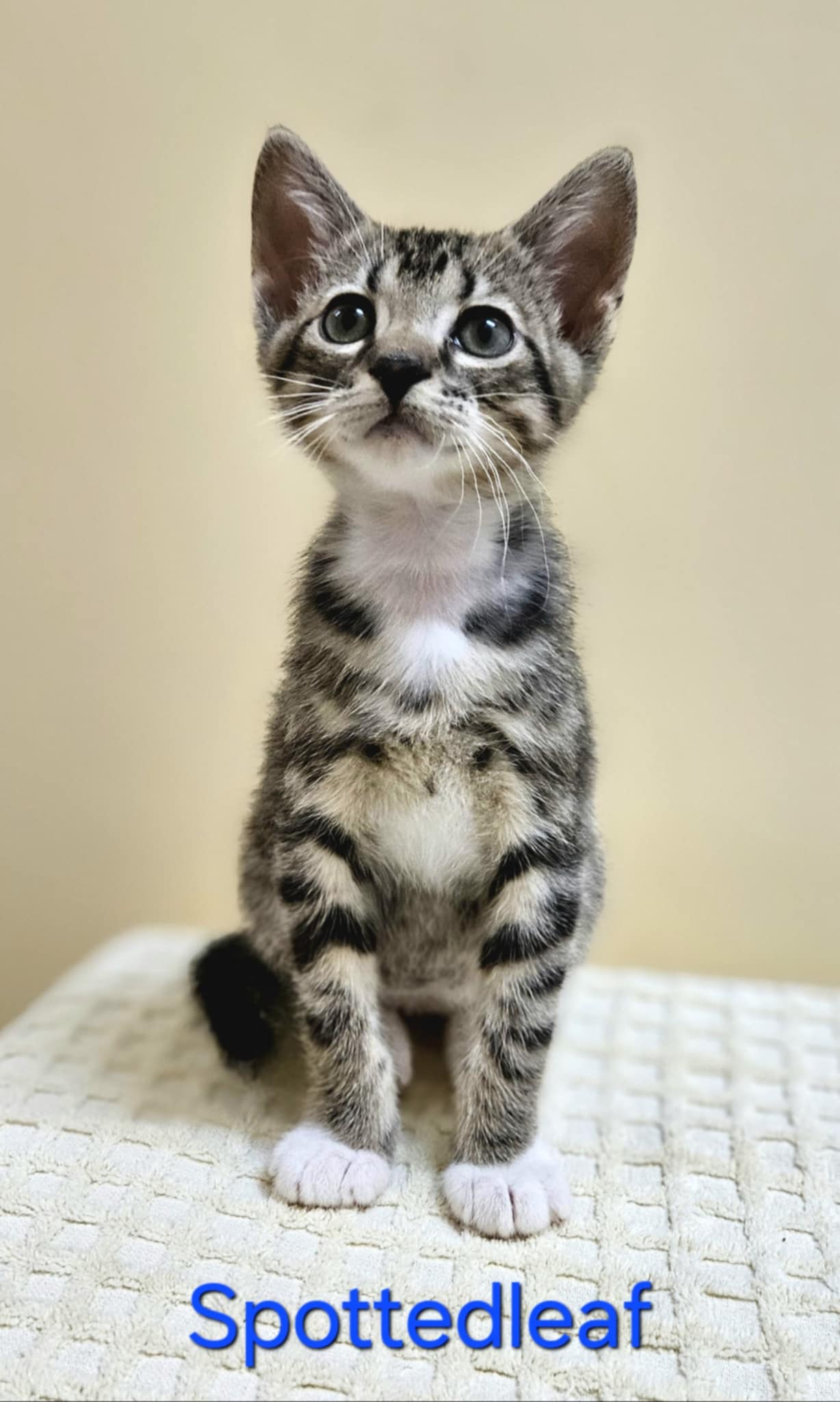 adoptable Cat in LSL, MO named Spotted Leaf