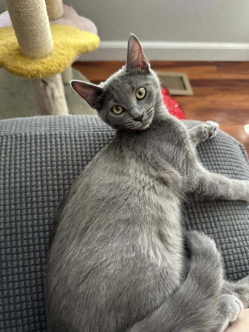 picture of the cat needing adoption