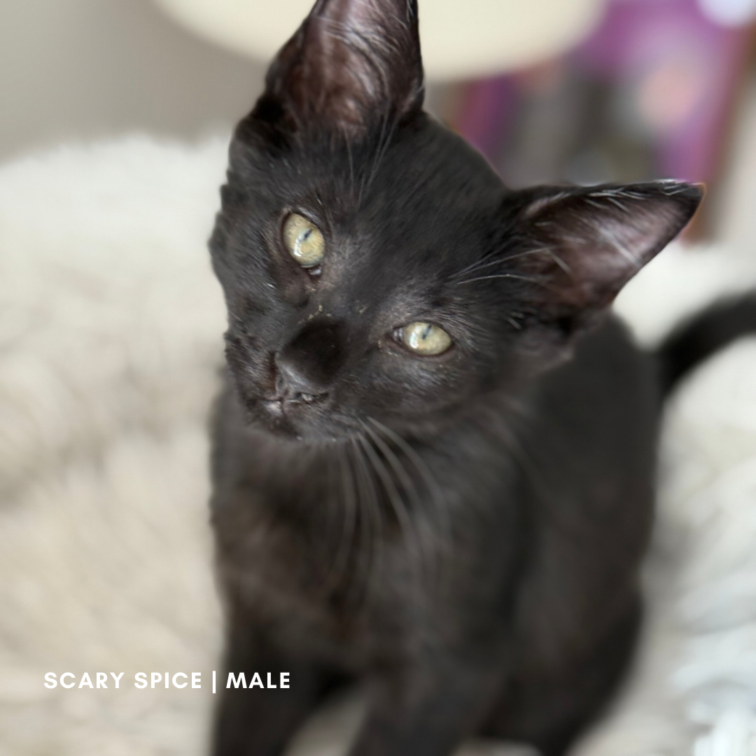 adoptable Cat in LSL, MO named Scary Spice