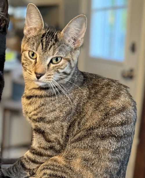picture of the cat needing adoption