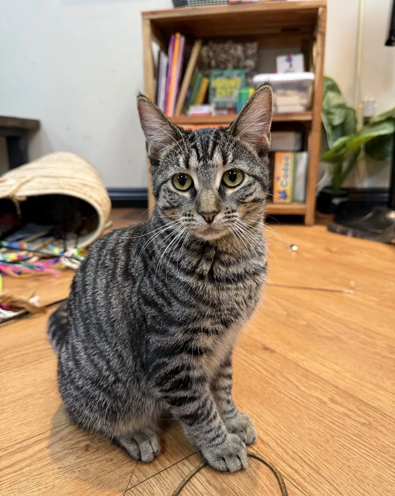 Posh Spice - Domestic Short Hair
