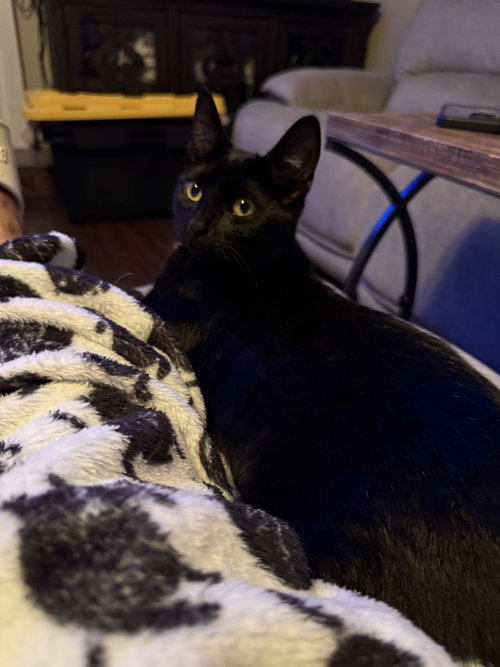 picture of the cat needing adoption