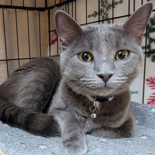 Ash, an adoptable Domestic Short Hair in Lake Saint Louis, MO