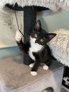 adoptable Cat in ls, MO named Tucker
